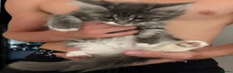 Maine Coon cats for sale: Bicolour blue white beautiful boy 10 weeks today - Advert 9