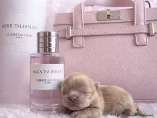 Shih Tzu dogs Beautiful HEALTH TESTED KC Smoke & Pearl Puppies - Advert 1