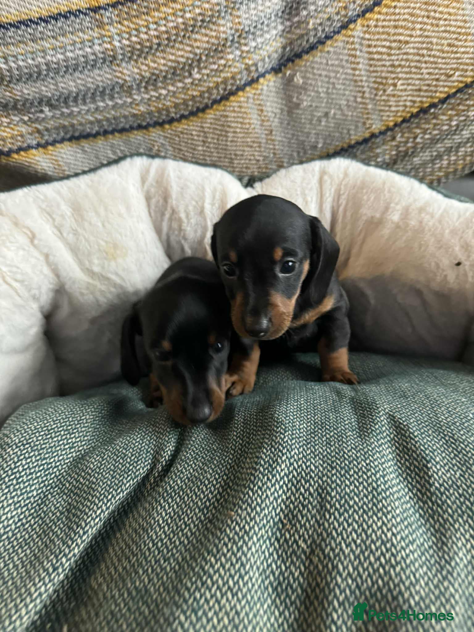 Miniature Dachshund dogs Miniature Dachshund Puppies ready to go 3/12/25 - Advert 14