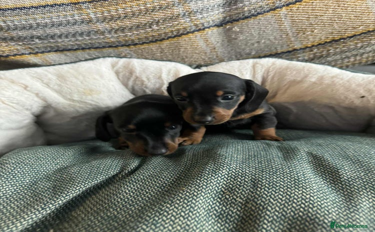 Miniature Dachshund dogs Miniature Dachshund Puppies - Advert 7