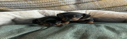Miniature Dachshund dogs for sale: Miniature Dachshund Puppies ready to go 3/12/25 - Advert 1