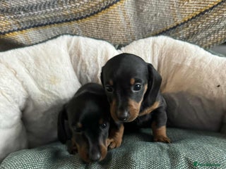 Miniature Dachshund dogs Miniature Dachshund Puppies - Advert 1