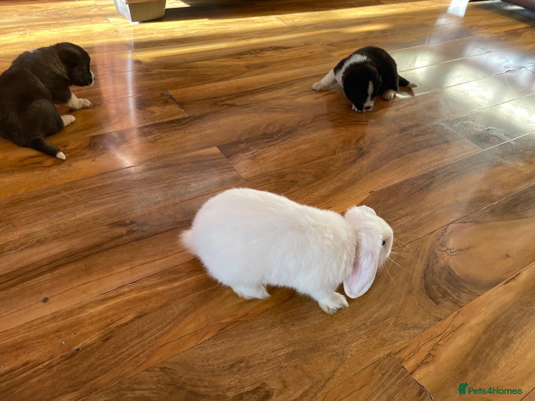 Akita dogs for sale: Stunning American Akita puppies - Advert 8