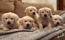 Golden Retriever dogs for sale: Chunky litter of cream/white retrievers  - Advert 4