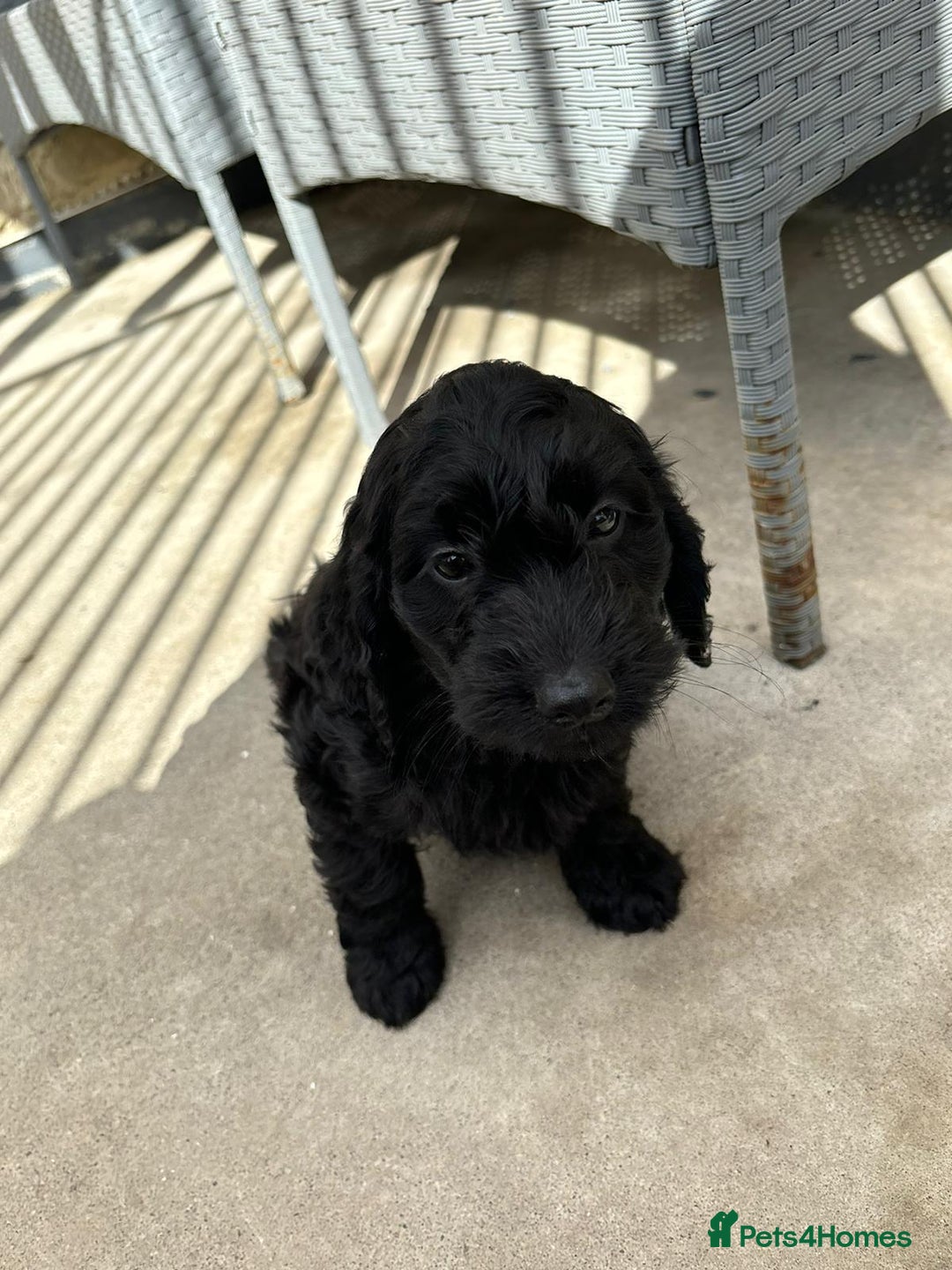 Cockapoo dogs for sale: Cockapoo puppies - Image 10