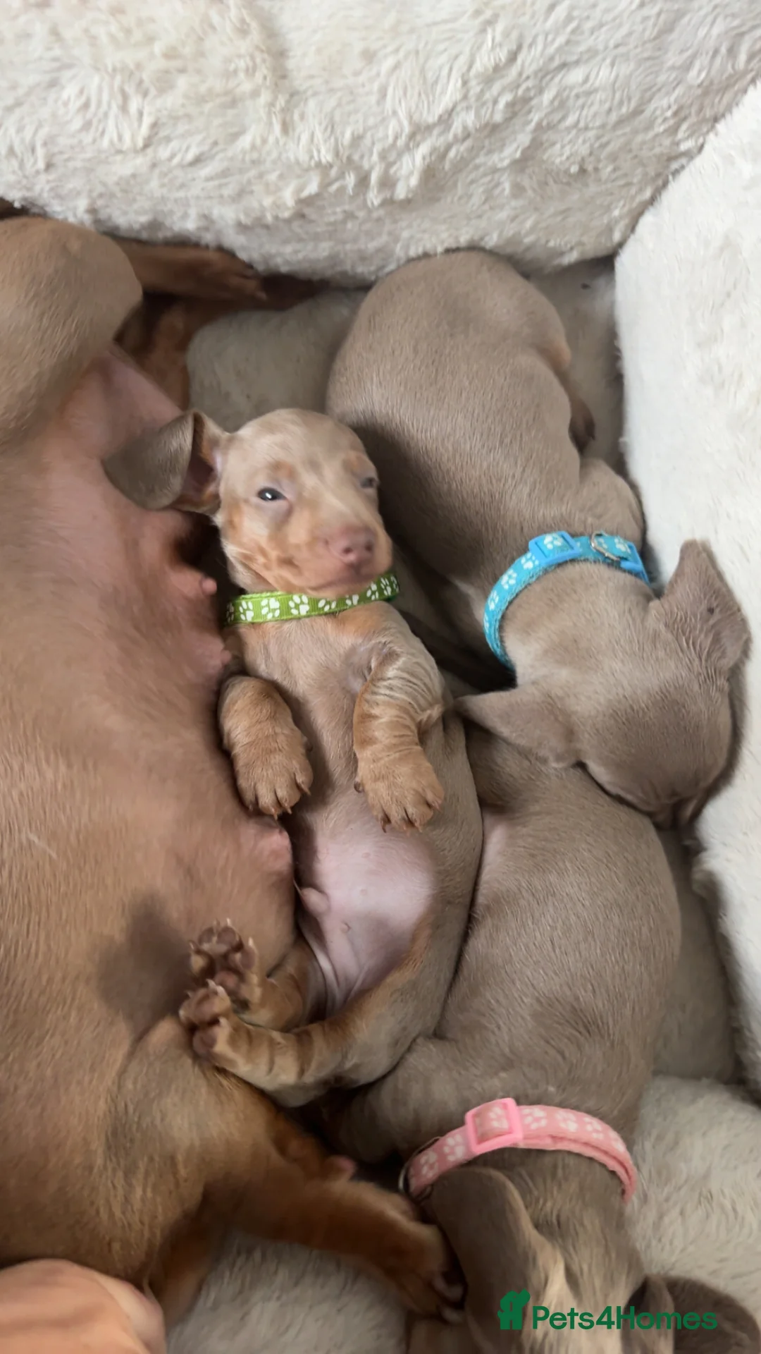 Miniature Dachshund dogs for sale: beautiful male Kc miniature Dachshunds  - Advert 10