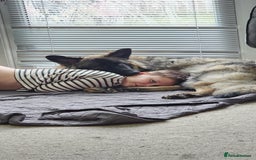 German Shepherd dogs for sale: ACE AND LUNA - Image 24