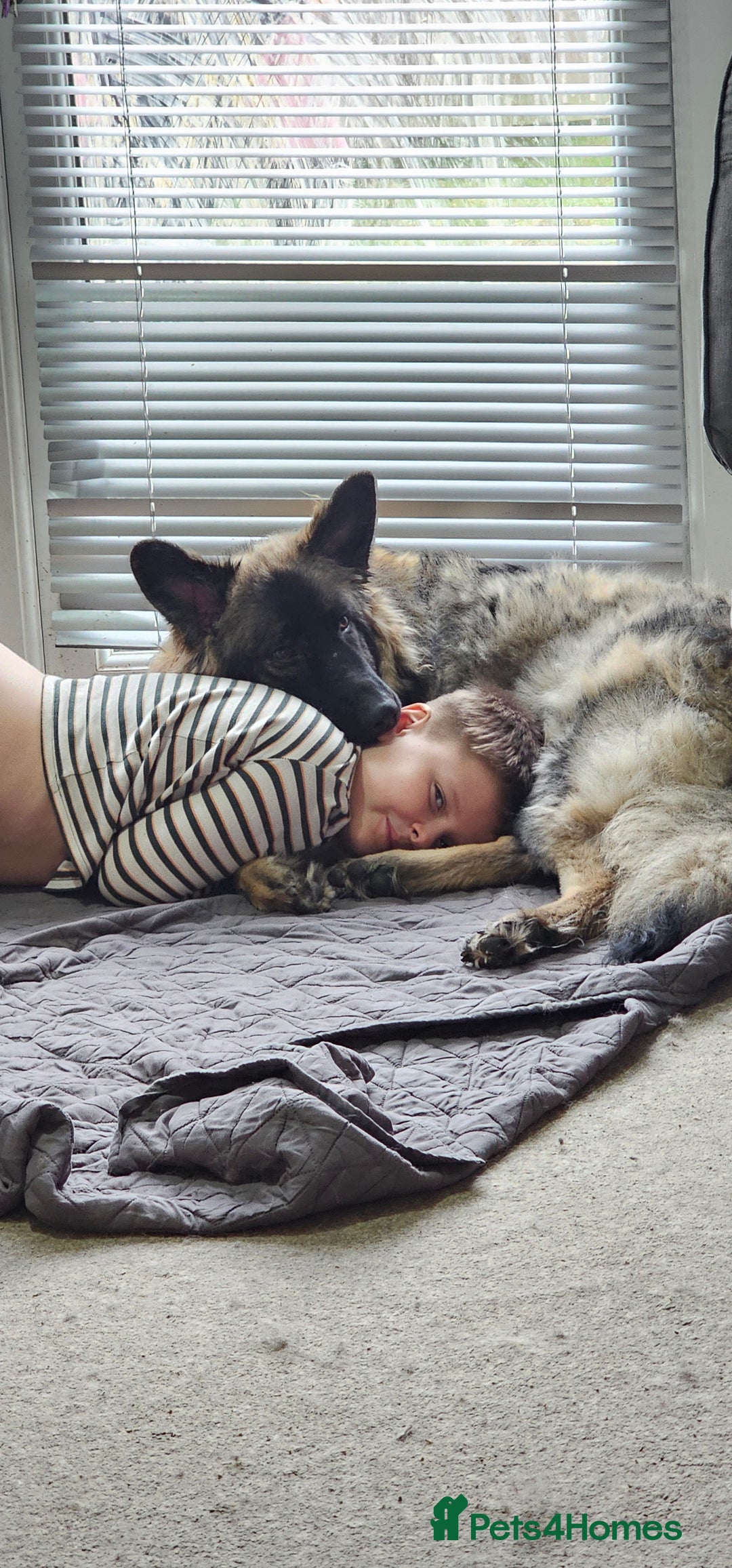 German Shepherd dogs for sale: ACE AND LUNA - Image 24