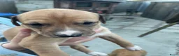 Lurcher dogs for sale: Lurcher pups - Advert 2
