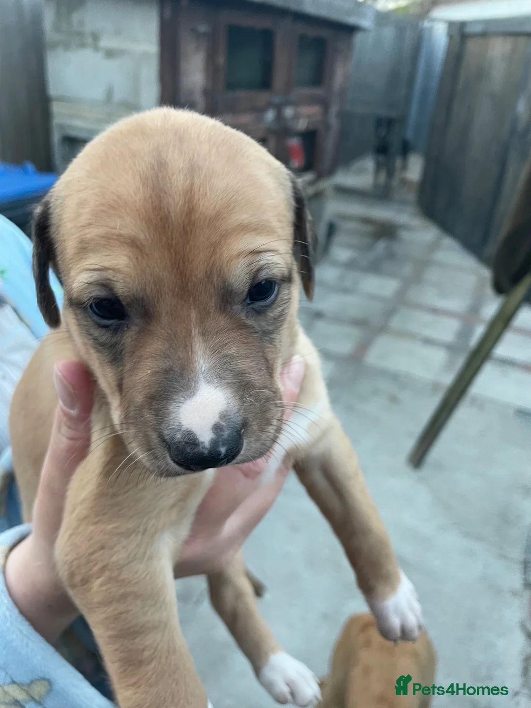 Lurcher dogs for sale: Lurcher pups - Advert 2