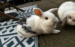 English Lop rabbits for sale: Two rabbits - Image 3