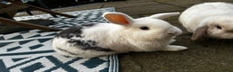 English Lop rabbits for sale: Two rabbits - Advert 3