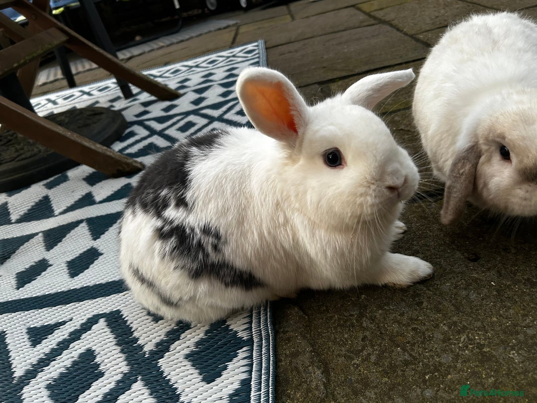 English Lop rabbits for sale: Two rabbits - Image 3