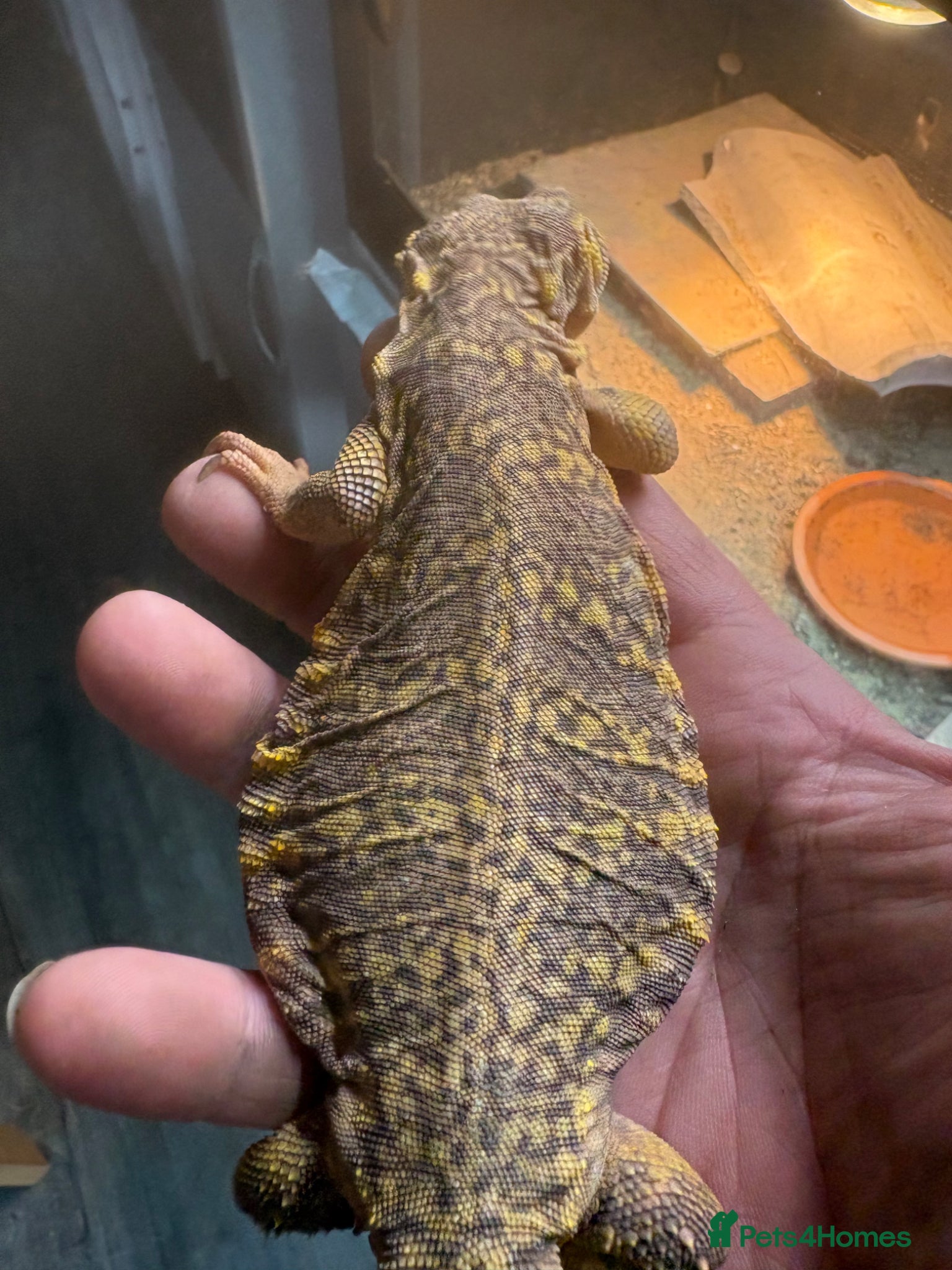 Lizard reptiles Uromastyx  female 5 yrs old  - Advert 2