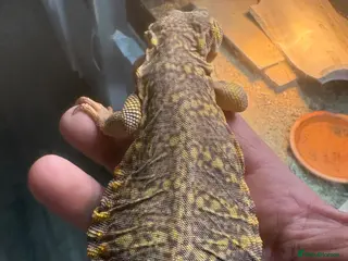 Lizard reptiles Uromastyx female 5 yrs old - Advert 3