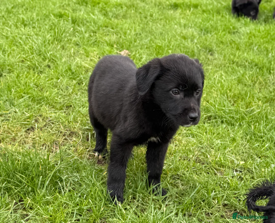 Borador dogs for sale: Fabulous vaccinated Collie x Labs  - Advert 5