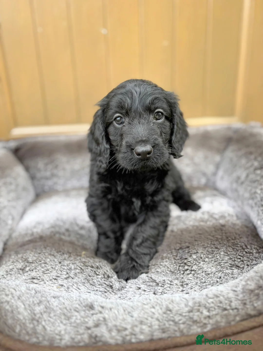 Cockapoo dogs for sale: DNA HEALTH PROFILED COCKERPOOS in Longfield - Advert 10