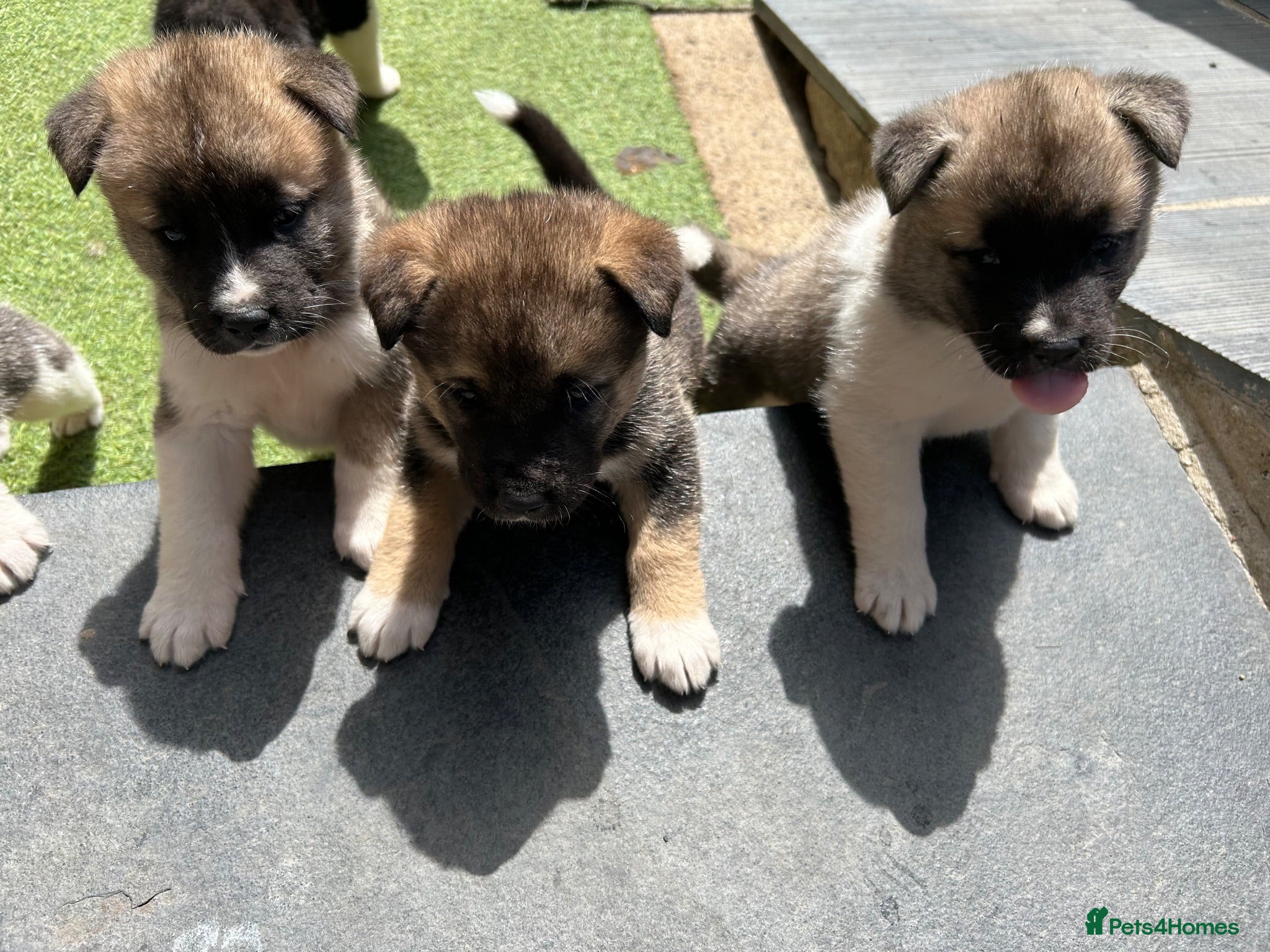 Akita dogs Akita puppy’s  - Advert 18