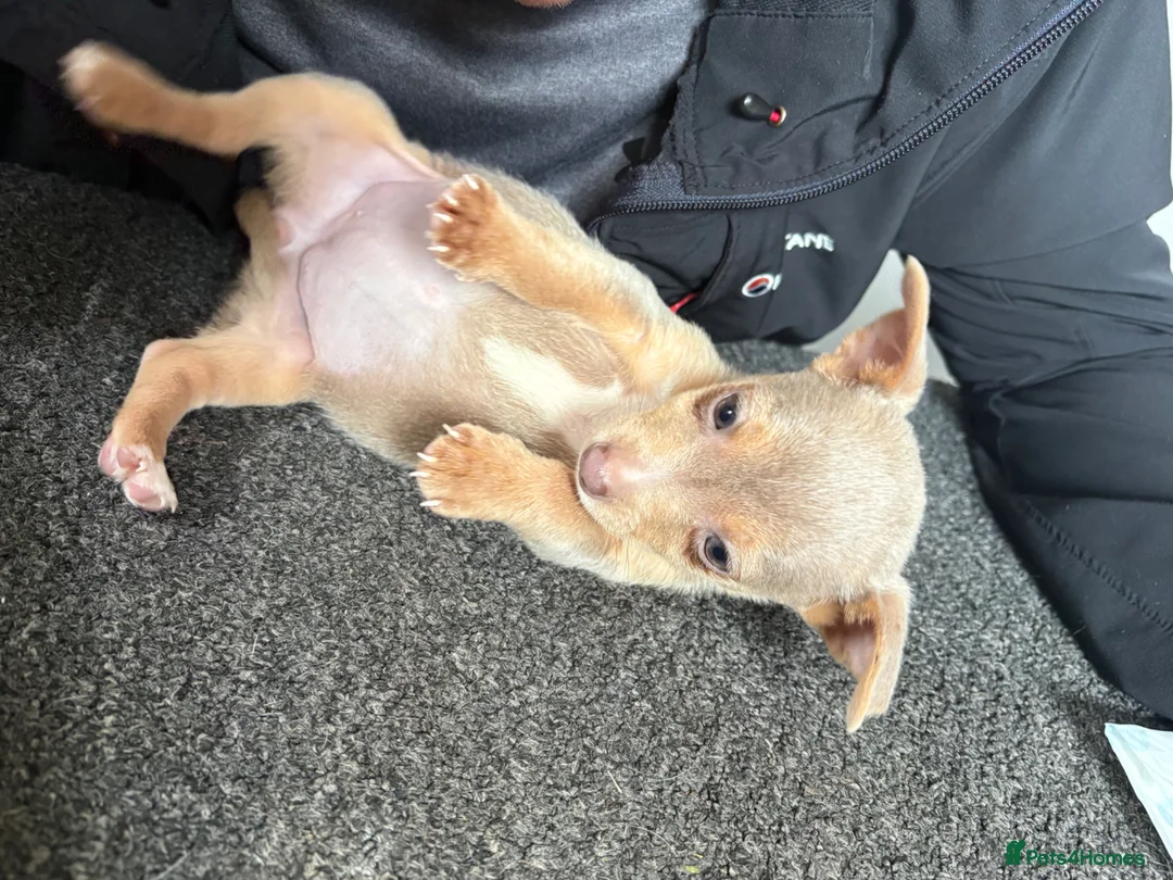 Jack Russell dogs for sale: Mini Lilac and Tan Jack Russell Pups 💜 - Advert 10