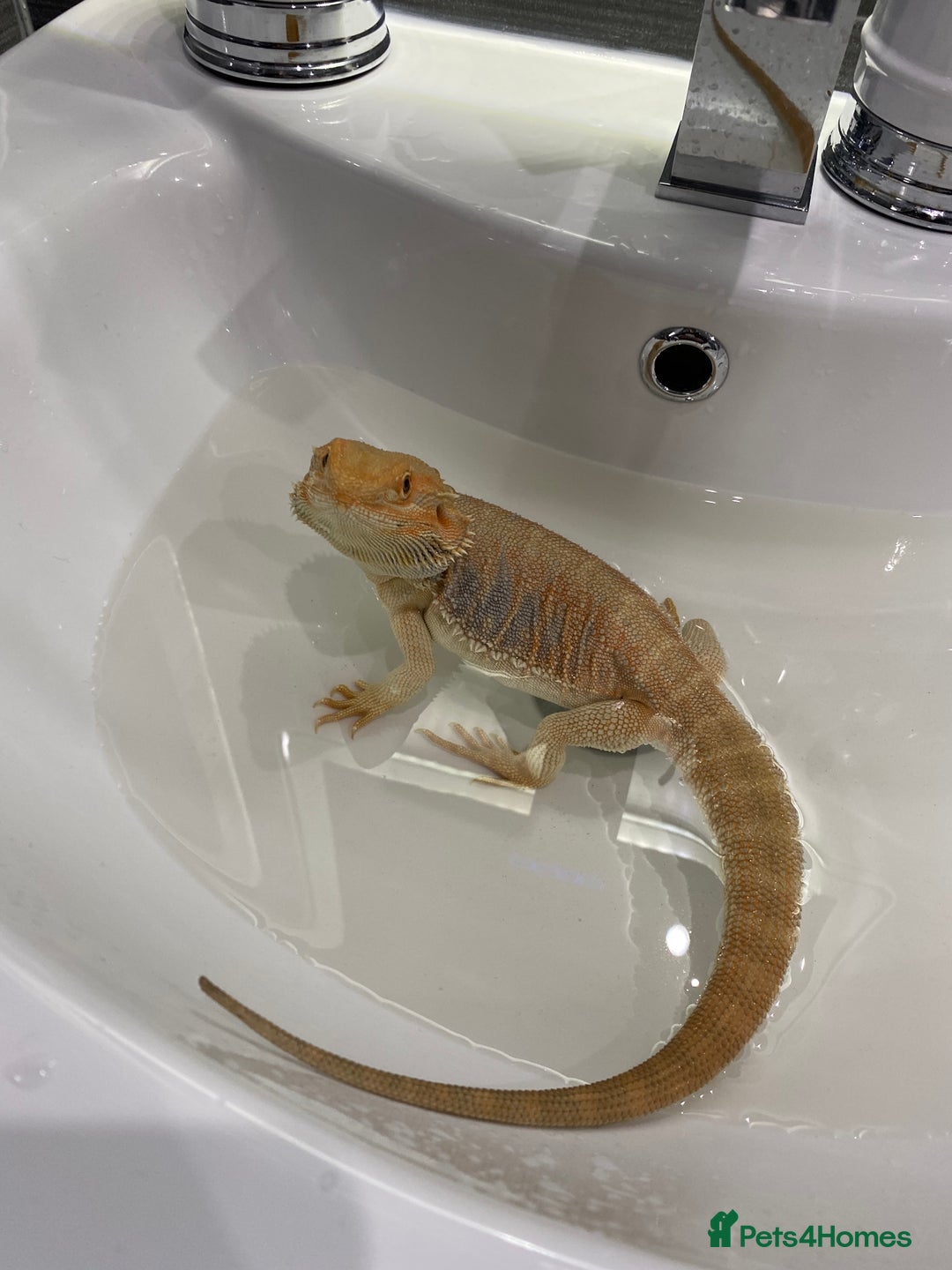 Bearded Dragon reptiles for sale: Hypo leatherback bearded dragon FREE! - Advert 6