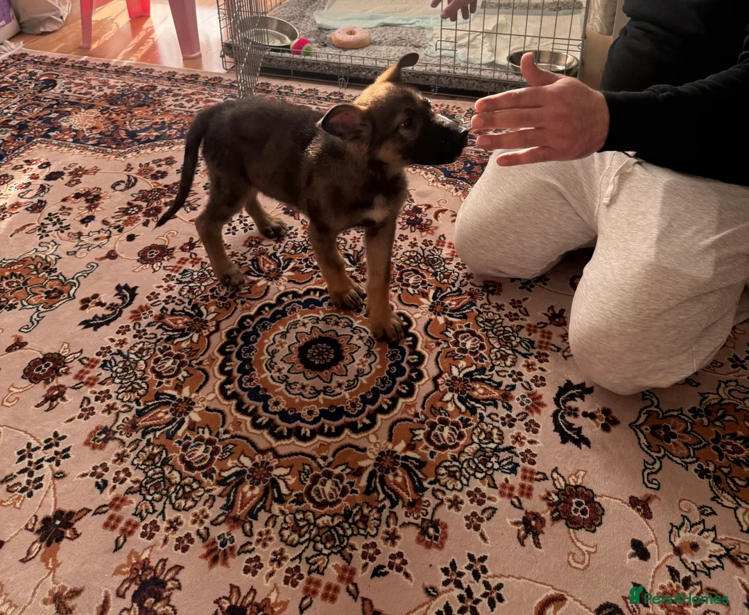 German Shepherd dogs for sale: beautiful 3 month old German shepherd  - Advert 5