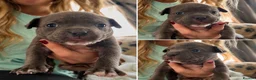 American Bully dogs for sale: American pocket bulldogs Hand reared from birth. - Advert 13