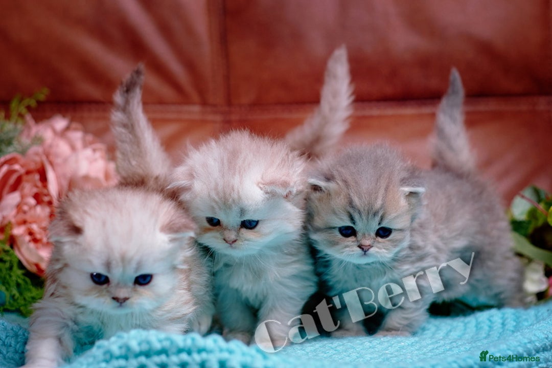 Persian cats for sale: Persian Chinchilla Kittens - Image 11