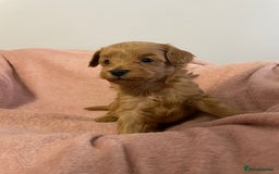 Cavapoo dogs for sale: Beautiful Ruby Cavapoos  - Advert 8