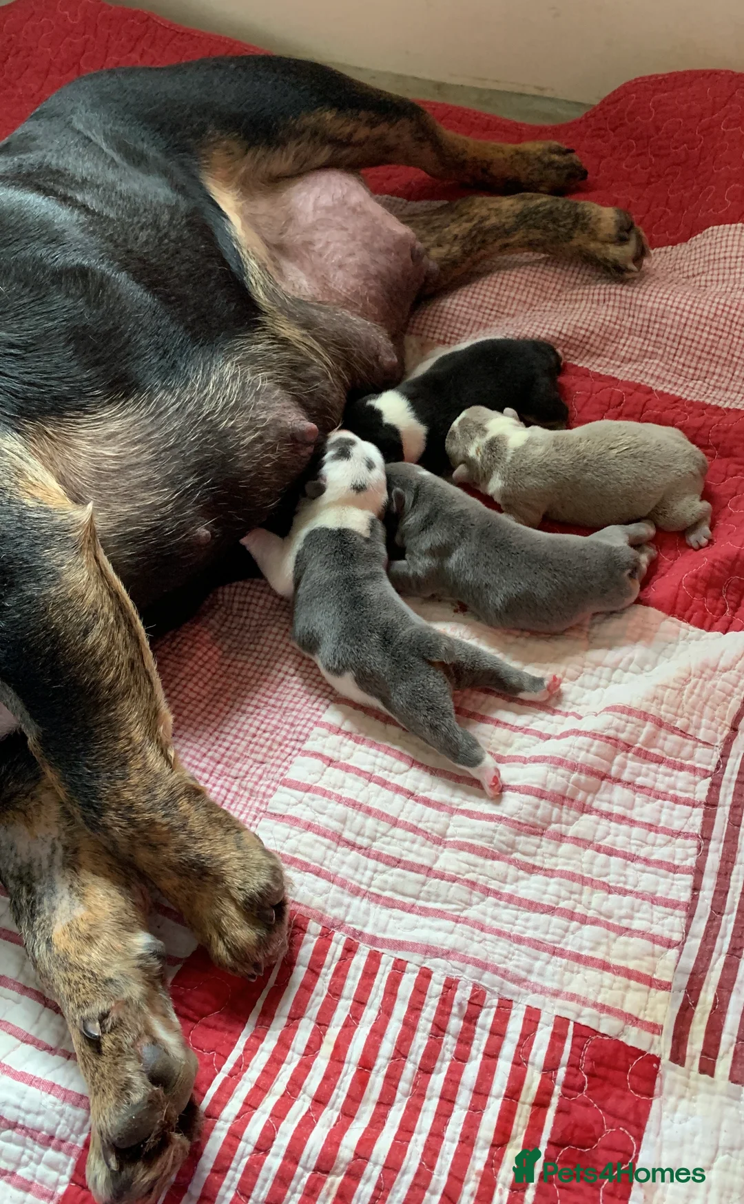 English Bulldog dogs for sale: Beautiful pedigree English bulldogs pups - Advert 14