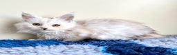Maine Coon cats for sale: Rare Polydactyly Blue & White Silver  - Advert 1