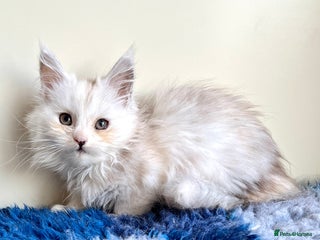 Maine Coon cats Rare Polydactyly Blue & White Silver - Advert 9