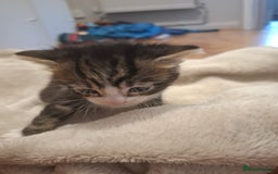 Mixed Breed cats for sale: Mixed colour kittens  - Image 23
