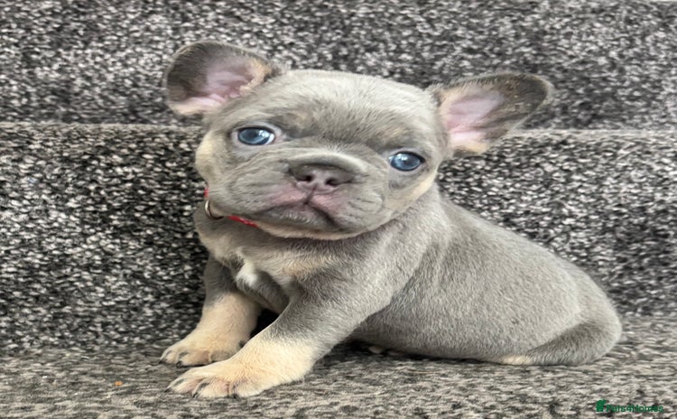 French Bulldog dogs - Advert 15