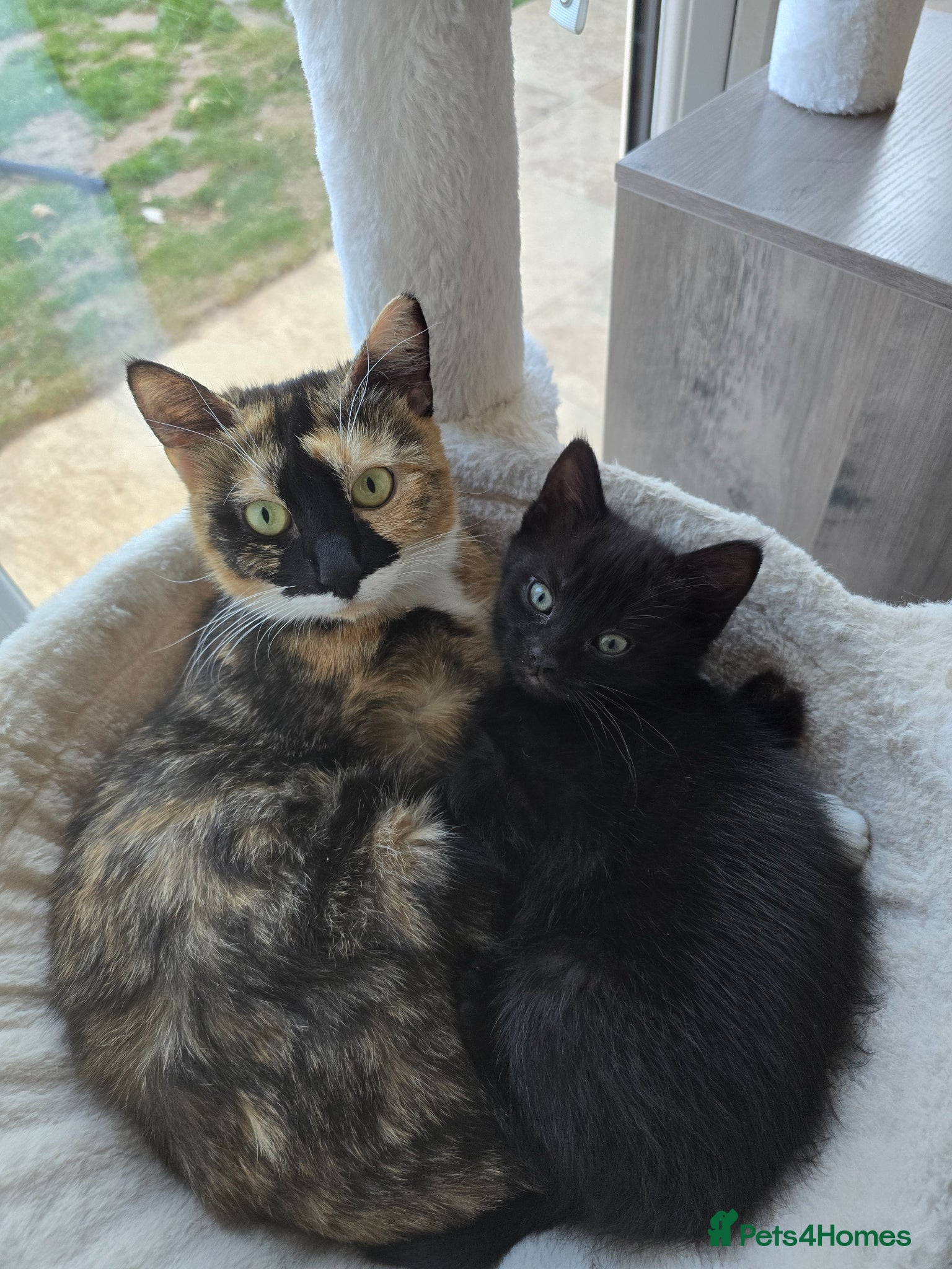 Domestic Shorthair cats Black female kitten - Advert 4