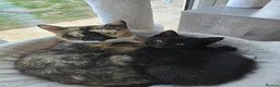 Domestic Shorthair cats for sale: Black female kitten - Advert 1