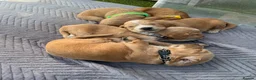 Cocker Spaniel dogs for sale: Working cocker spaniel puppies  - Advert 16