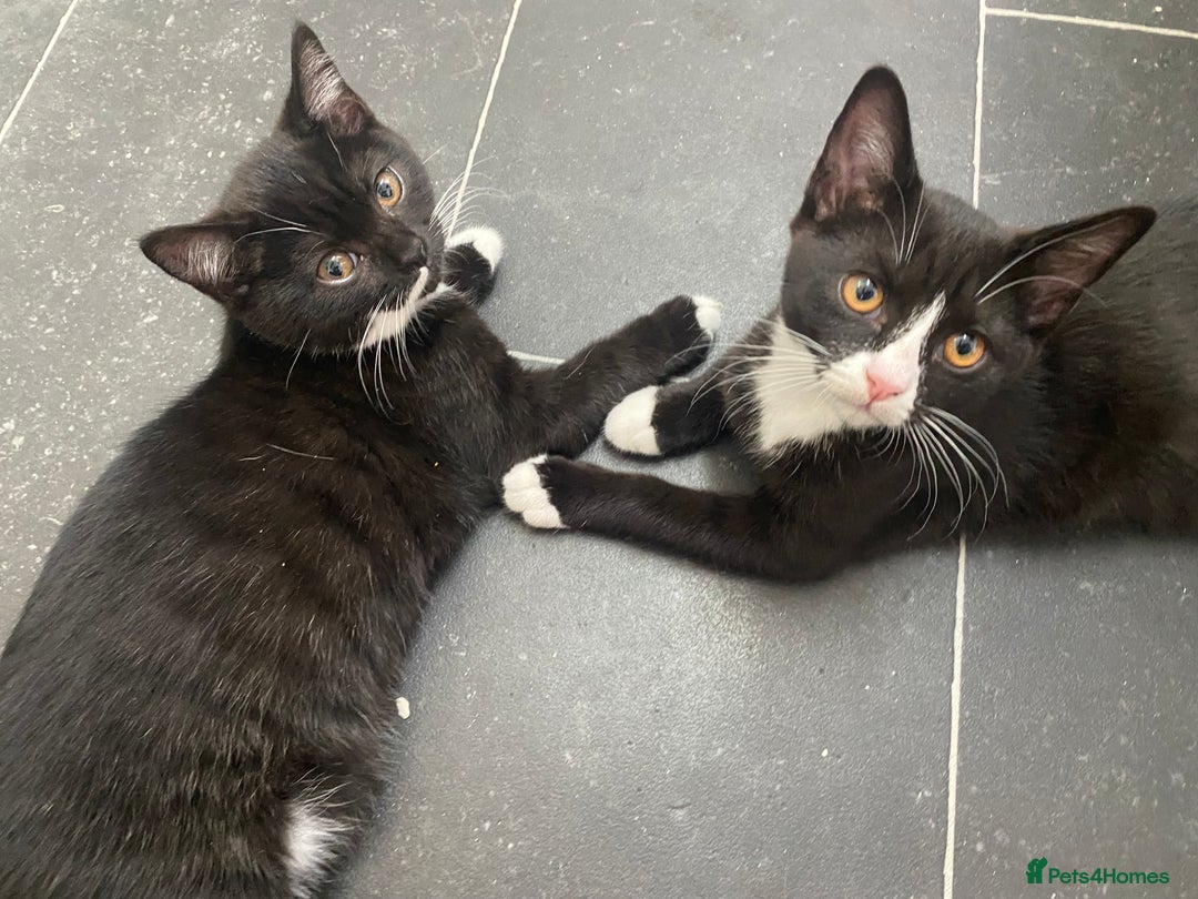 Mixed Breed cats for sale: ✨ Last 3 Adorable Mixed British Shorthair ✨ - Image 13