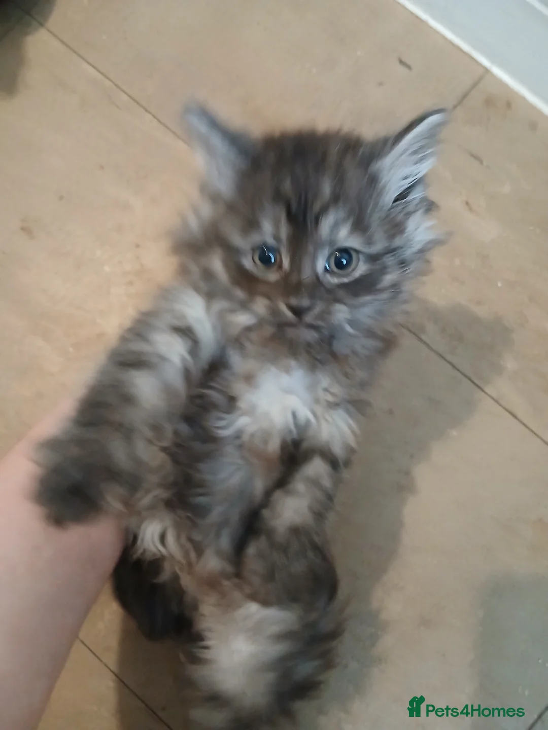 Mixed Breed cats for sale: Kittens for sale  - Advert 5