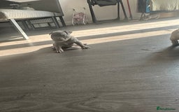 American Bully dogs for sale: REBULA X MC MERLIN POCKET BULLYS PUPS - Image 5