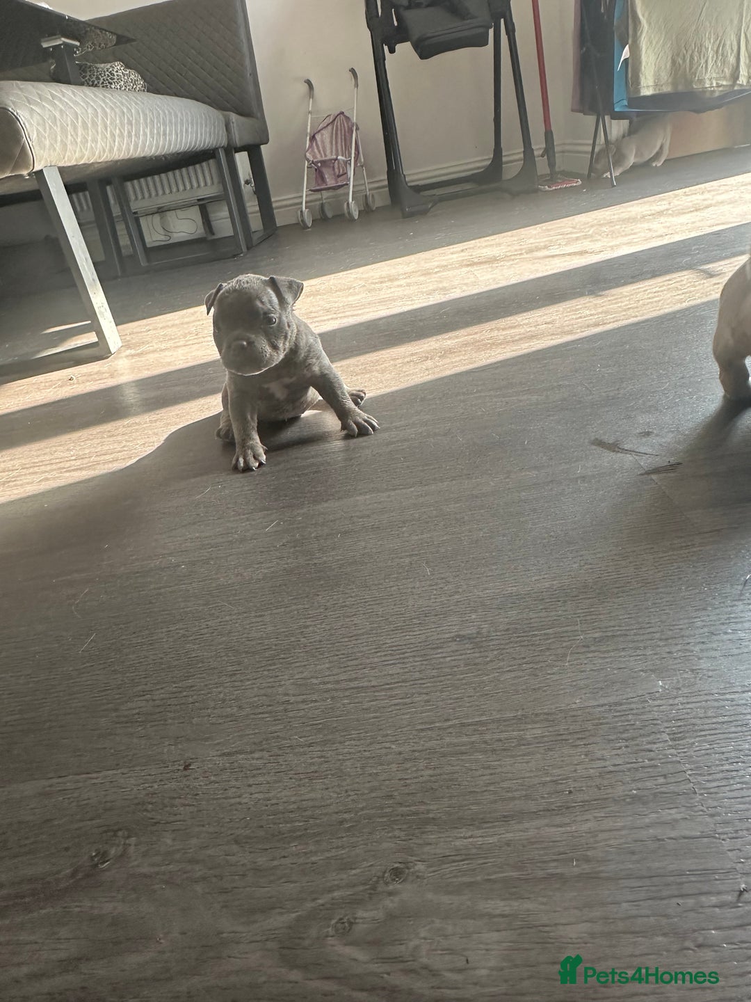 American Bully dogs for sale: REBULA X MC MERLIN POCKET BULLYS PUPS - Image 5