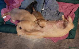 Mixed Breed dogs for sale: Male Chihuahua puppies for sale - Advert 5