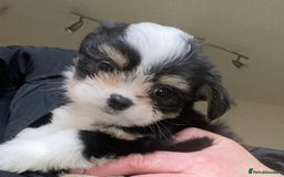 Mixed Breed dogs for sale: Ready to collect  - Advert 9