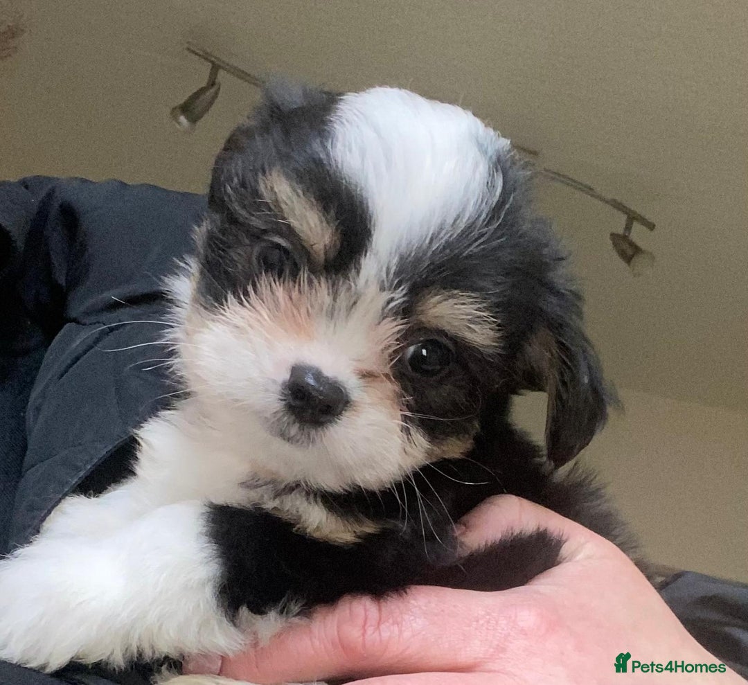 Mixed Breed dogs for sale: Ready to collect  - Advert 9