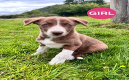 Border Collie dogs for sale: Border Collie pups looking for their forever home - Image 5