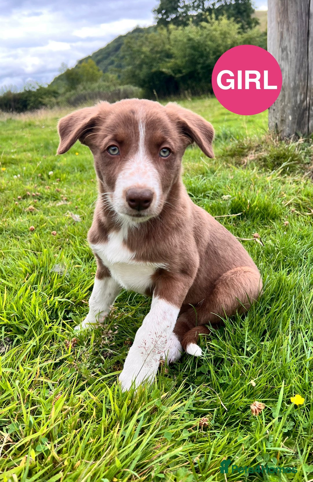 Border Collie dogs for sale: Border Collie pups looking for their forever home - Image 5