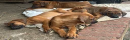 Rhodesian Ridgeback dogs for sale: Beautiful Rhodesian Ridgeback Puppies  - Advert 2
