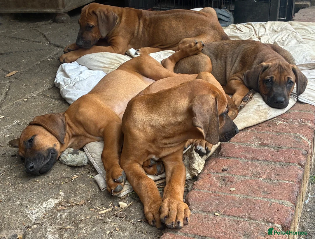 Rhodesian Ridgeback dogs for sale: Beautiful Rhodesian Ridgeback Puppies  - Advert 2