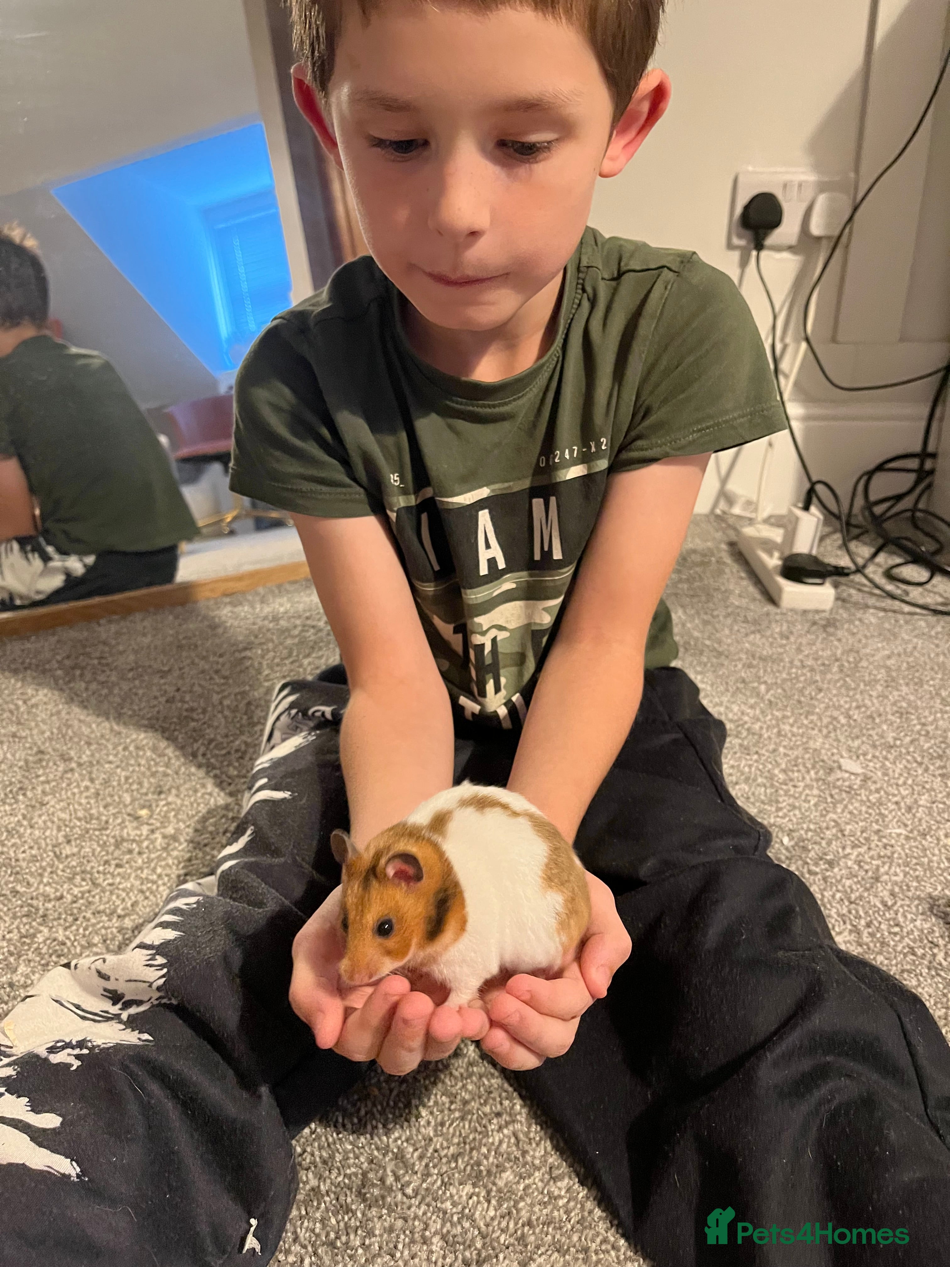 Hamster rodents female syrian hamster - Advert 9