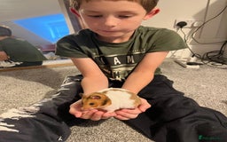 Hamster rodents for sale: female syrian hamster - Image 1