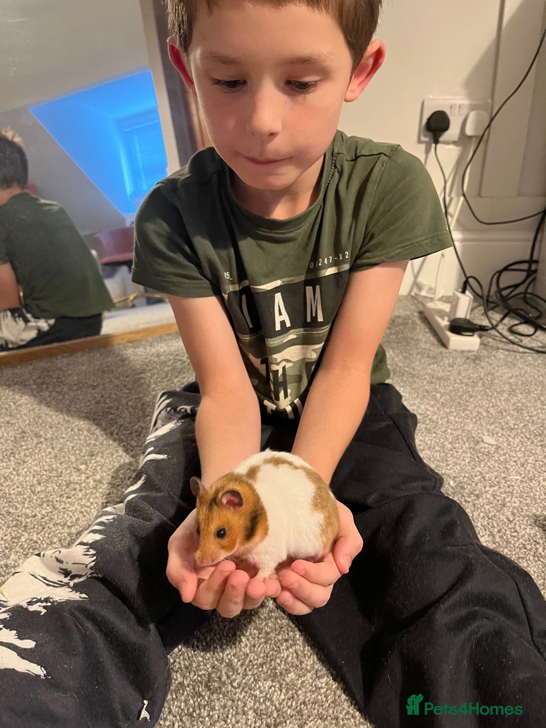 Hamster rodents for sale: female syrian hamster - Image 1